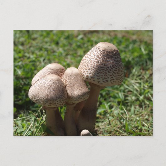 paddenstoelen briefkaart (Voorkant)