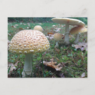 paddenstoelen briefkaart