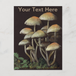 paddenstoelen briefkaart