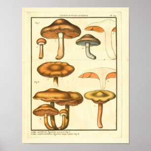  paddenstoelen Brown Fungus Franse kunst afdrukken Poster