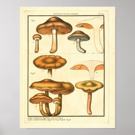  paddenstoelen Brown Fungus Franse kunst afdrukken Poster (Voorkant)