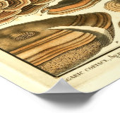  paddenstoelen Brown Fungus Franse kunst afdrukken Poster (Hoek)