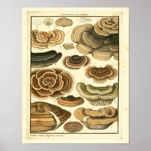  paddenstoelen Brown Fungus Franse kunst afdrukken Poster (Voorkant)