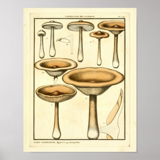  paddenstoelen Brown Fungus Franse kunst afdrukken Poster (Voorkant)