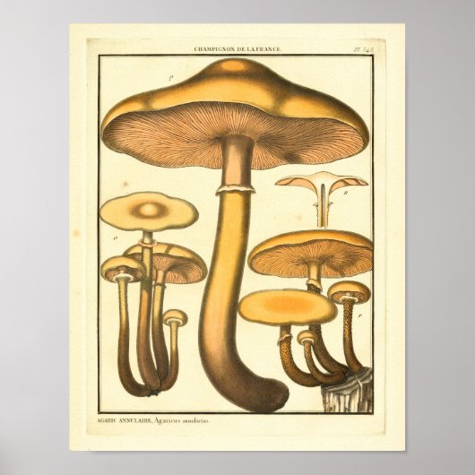  paddenstoelen Brown Fungus Franse kunst afdrukken Poster (Voorkant)