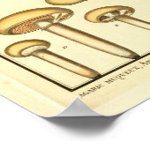  paddenstoelen Brown Fungus Franse kunst afdrukken Poster (Hoek)