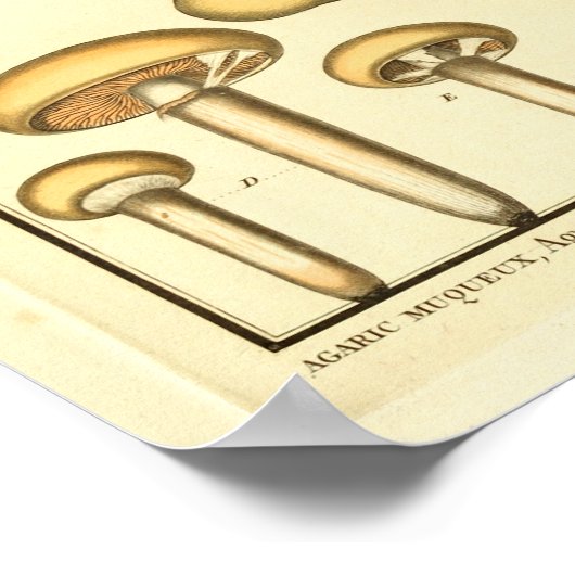  paddenstoelen Brown Fungus Franse kunst afdrukken Poster (Hoek)