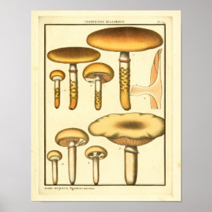  paddenstoelen Brown Fungus Franse kunst afdrukken Poster
