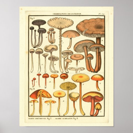 paddenstoelen Bruin Geel Frans Kunstwerk Afdrukke Poster (Voorkant)
