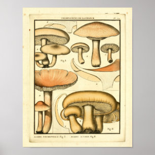  paddenstoelen Bruin Geel Frans Kunstwerk Afdrukke Poster