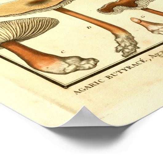 paddenstoelen Bruin Pet Franse kunst afdrukken Poster (Hoek)