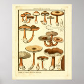 paddenstoelen Bruin Pet Franse kunst afdrukken Poster (Voorkant)