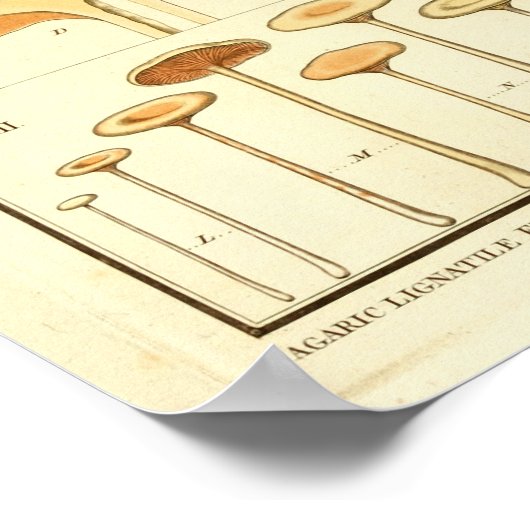 paddenstoelen Bruin Pet Franse kunst afdrukken Poster (Hoek)