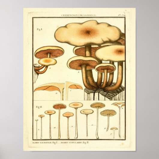  paddenstoelen Bruin Pet Franse kunst afdrukken Poster (Voorkant)