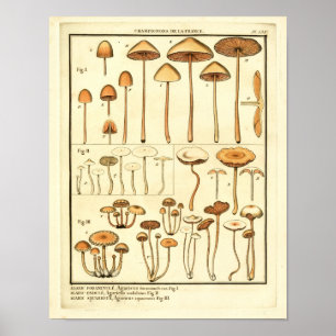  paddenstoelen Bruin Pet Franse kunst afdrukken Poster