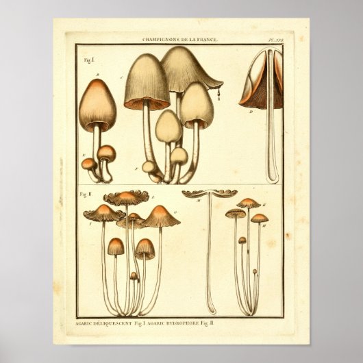 paddenstoelen Bruin Pet Franse kunst afdrukken Poster (Voorkant)
