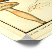 paddenstoelen Bruin Pet Franse kunst afdrukken Poster (Hoek)