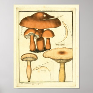  paddenstoelen Bruin Pet Franse kunst afdrukken Poster