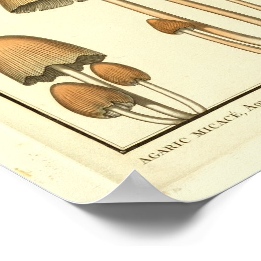 paddenstoelen Bruin Pet Franse kunst afdrukken Poster (Hoek)