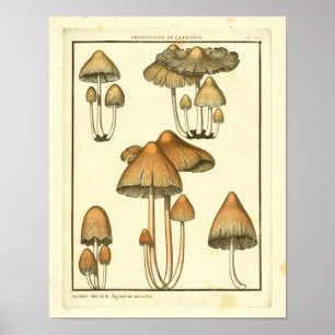  paddenstoelen Bruin Pet Franse kunst afdrukken Poster