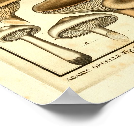  paddenstoelen Bruin Pet Franse kunst afdrukken Poster (Hoek)