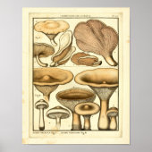 paddenstoelen Bruin Pet Franse kunst afdrukken Poster (Voorkant)