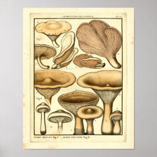  paddenstoelen Bruin Pet Franse kunst afdrukken Poster