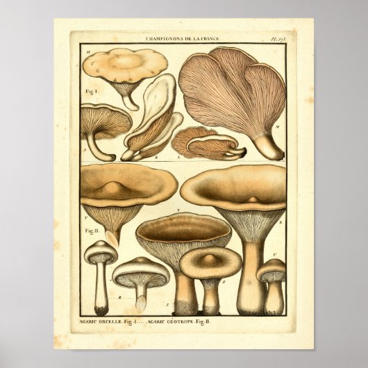  paddenstoelen Bruin Pet Franse kunst afdrukken Poster (Voorkant)