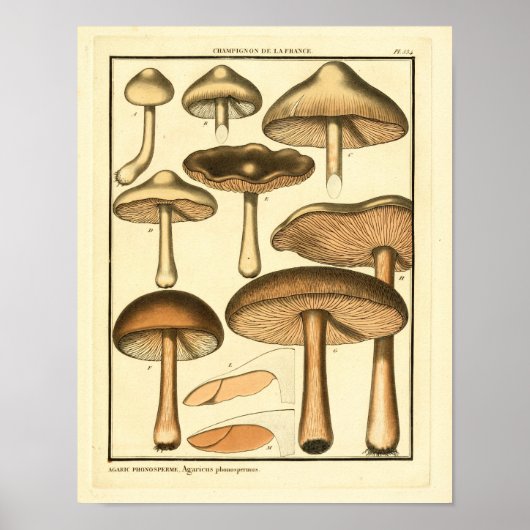 paddenstoelen Bruin Pet Franse kunst afdrukken Poster (Voorkant)