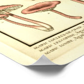  paddenstoelen Bruin Roze Franse kunst Afdrukken Poster (Hoek)