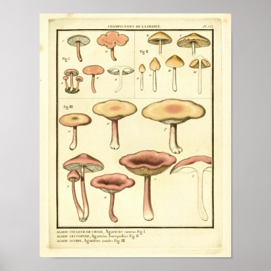  paddenstoelen Bruin Roze Franse kunst Afdrukken Poster (Voorkant)