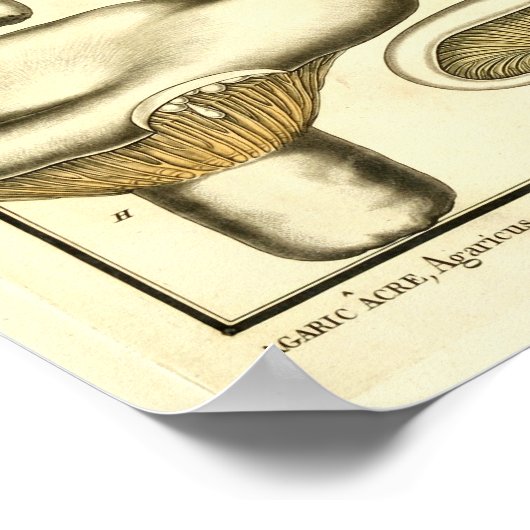  paddenstoelen Bruin White French Art Print (Hoek)