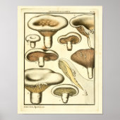 paddenstoelen Bruin White French Art Print (Voorkant)