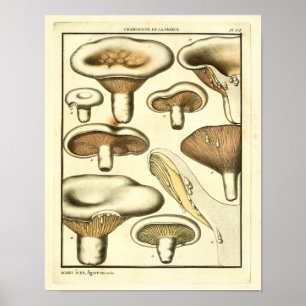  paddenstoelen Bruin White French Art Print