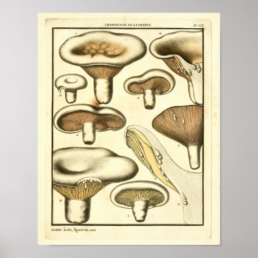 paddenstoelen Bruin White French Art Print (Voorkant)