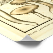  paddenstoelen Bruin White French Art Print (Hoek)