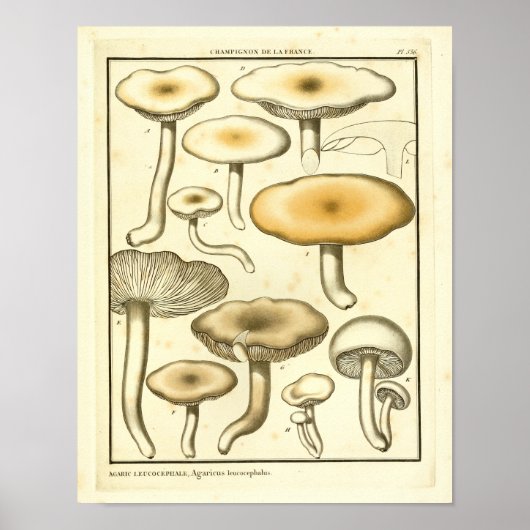 paddenstoelen Bruin White French Art Print (Voorkant)