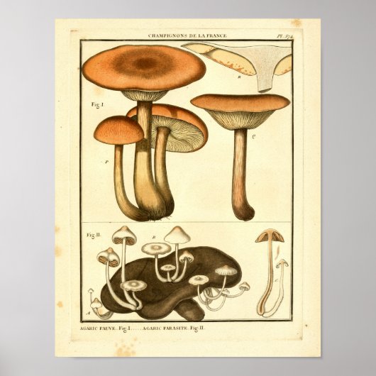 paddenstoelen Bruin White French Art Print (Voorkant)