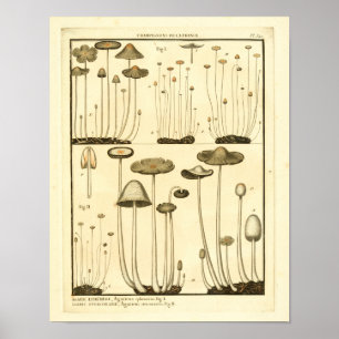  paddenstoelen Bruin White French Art Print