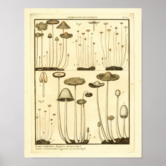  paddenstoelen Bruin White French Art Print (Voorkant)