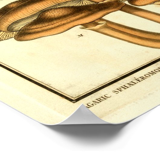  paddenstoelen Bruin White French Art Print (Hoek)