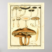  paddenstoelen Bruin White French Art Print (Voorkant)