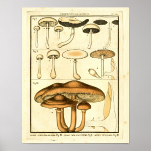  paddenstoelen Bruin White French Art Print