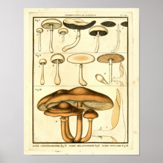  paddenstoelen Bruin White French Art Print (Voorkant)