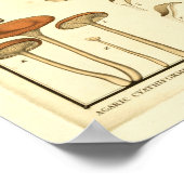  paddenstoelen Bruin White French Art Print (Hoek)