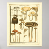  paddenstoelen Bruin White French Art Print (Voorkant)