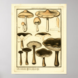  paddenstoelen Bruin Zwart Frans Kunstwerk Afdrukk Poster