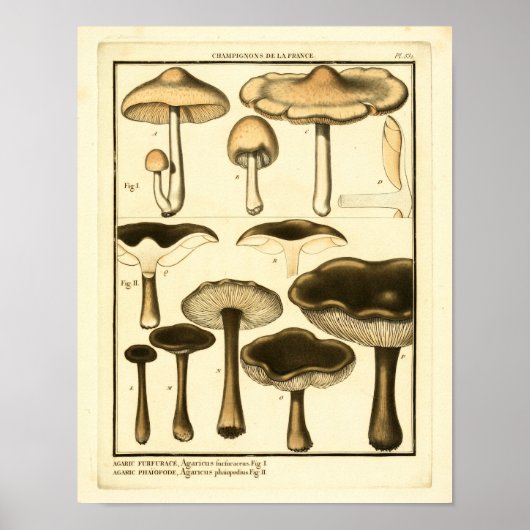 paddenstoelen Bruin Zwart Frans Kunstwerk Afdrukk Poster (Voorkant)
