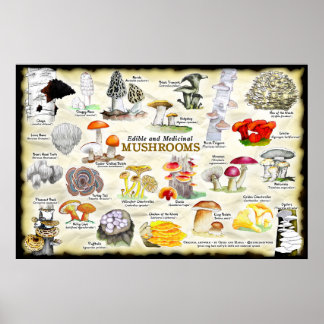 Paddenstoelen (eetbaar en medicinaal) poster