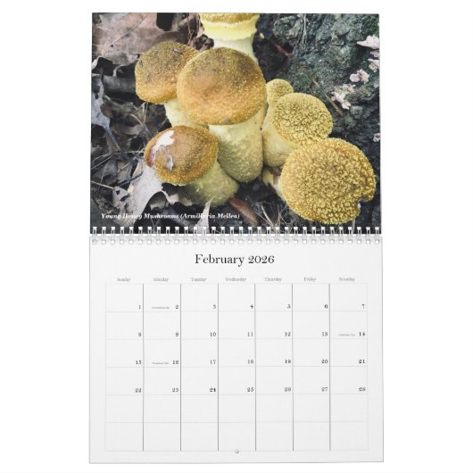 Paddenstoelen en fungi 2020-kalender kalender (Feb 2026)